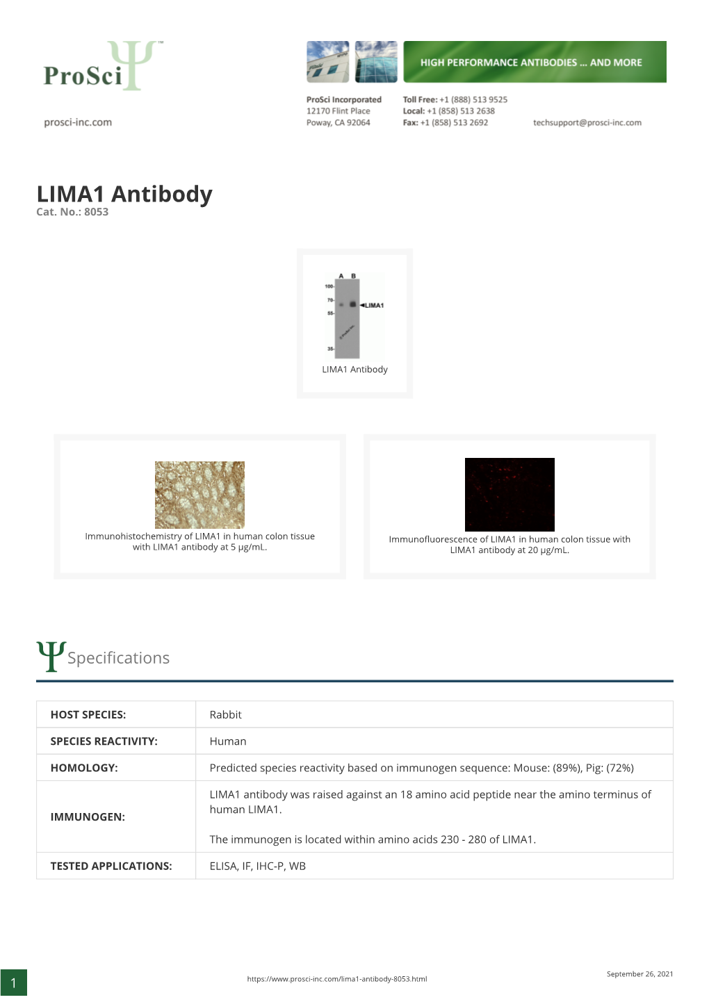 LIMA1 Antibody Cat