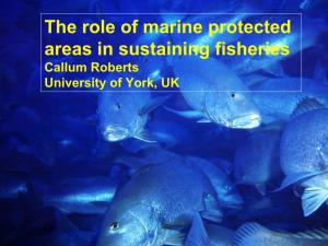 The Role of Marine Protected Areas in Sustaining Fisheries