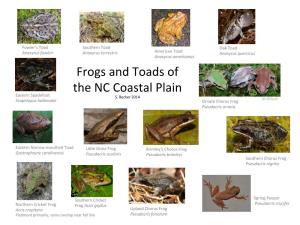 Frogs and Toads of the NC Coastal Plain Eastern Spadefoot S