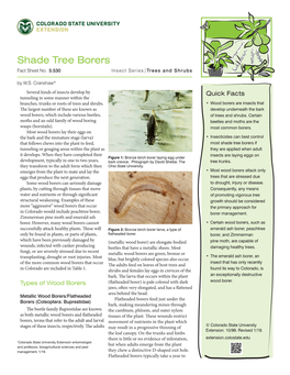 Shade Tree Borers Fact Sheet No