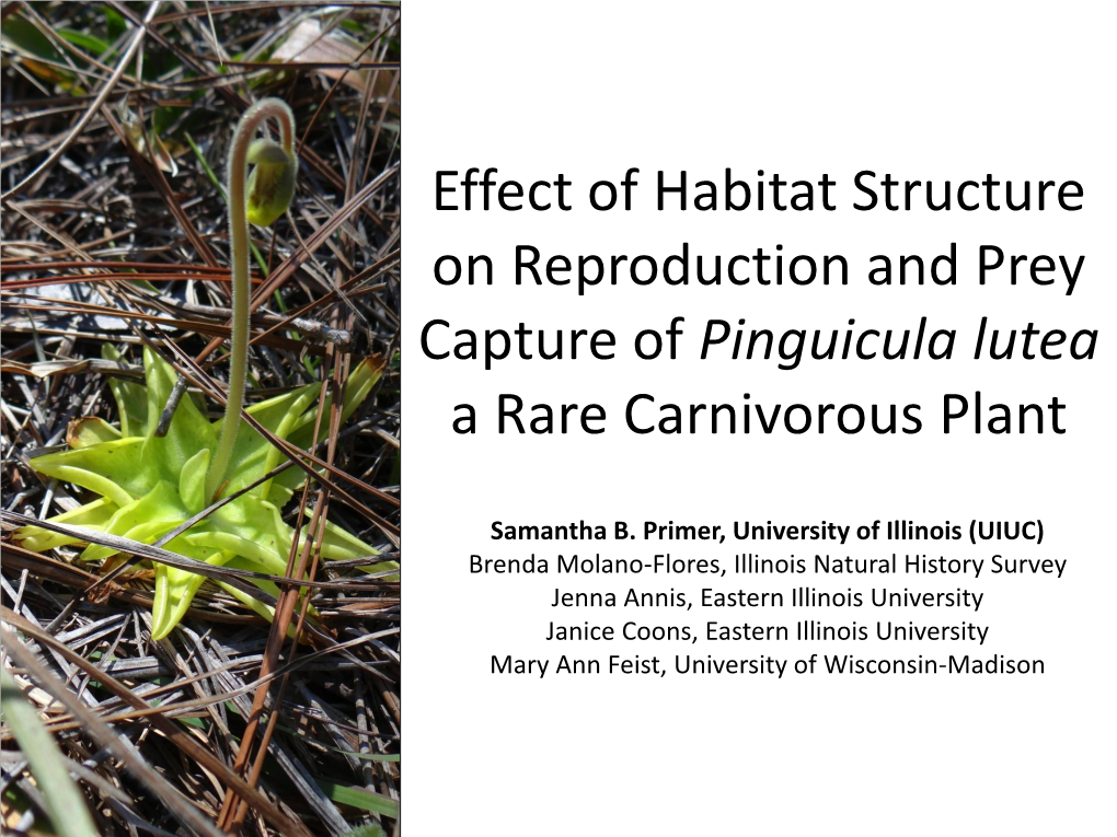 Effect of Habitat Structure on Reproduction and Prey Capture of Pinguicula Lutea a Rare Carnivorous Plant