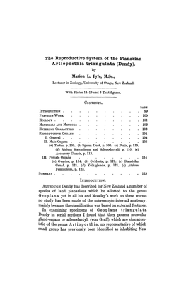 The Reproductive System of the Planarian Artioposthia Triangulata (Dendy)