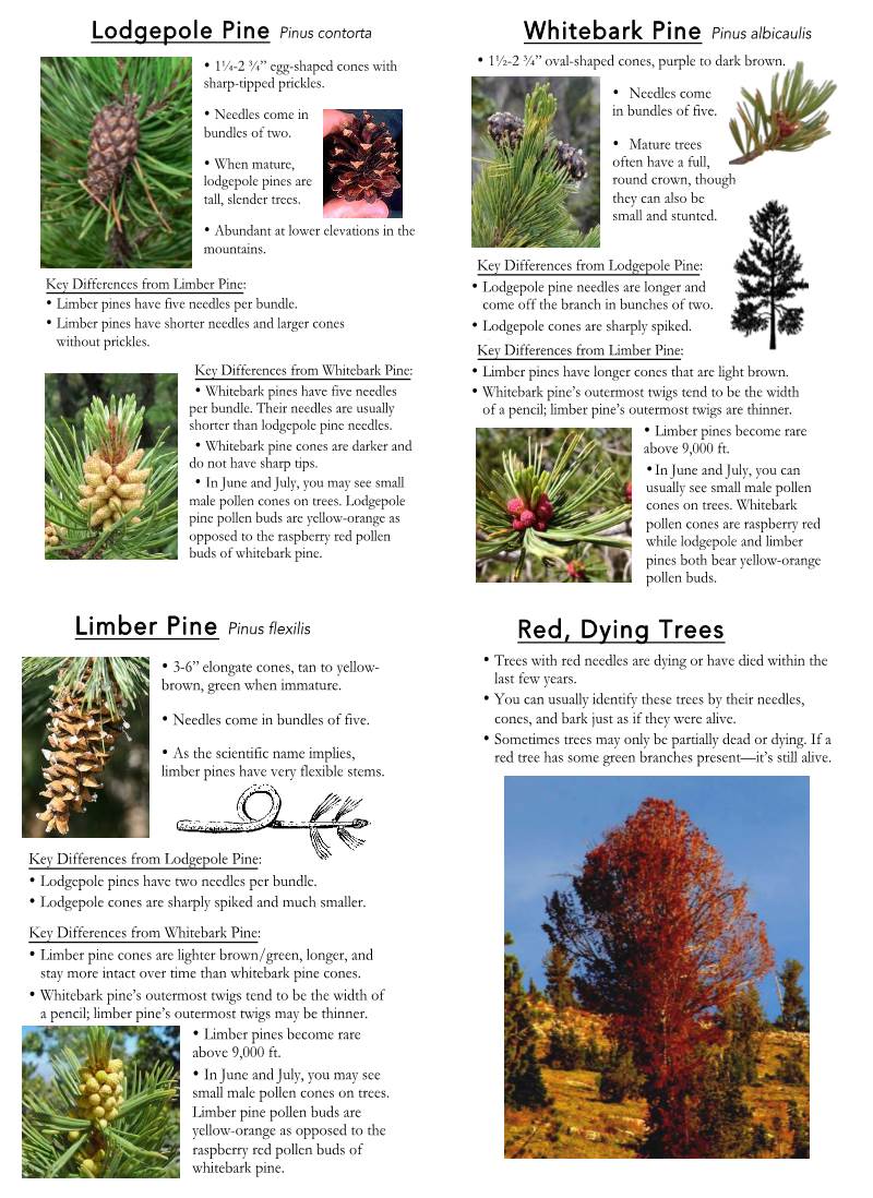Lodgepole Pine Pinus Contorta Whitebark Pine Pinus Albicaulis