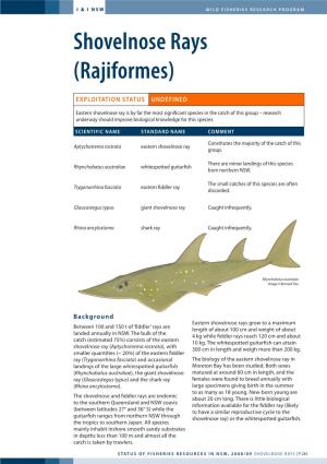 Shovelnose Rays (Rajiformes)