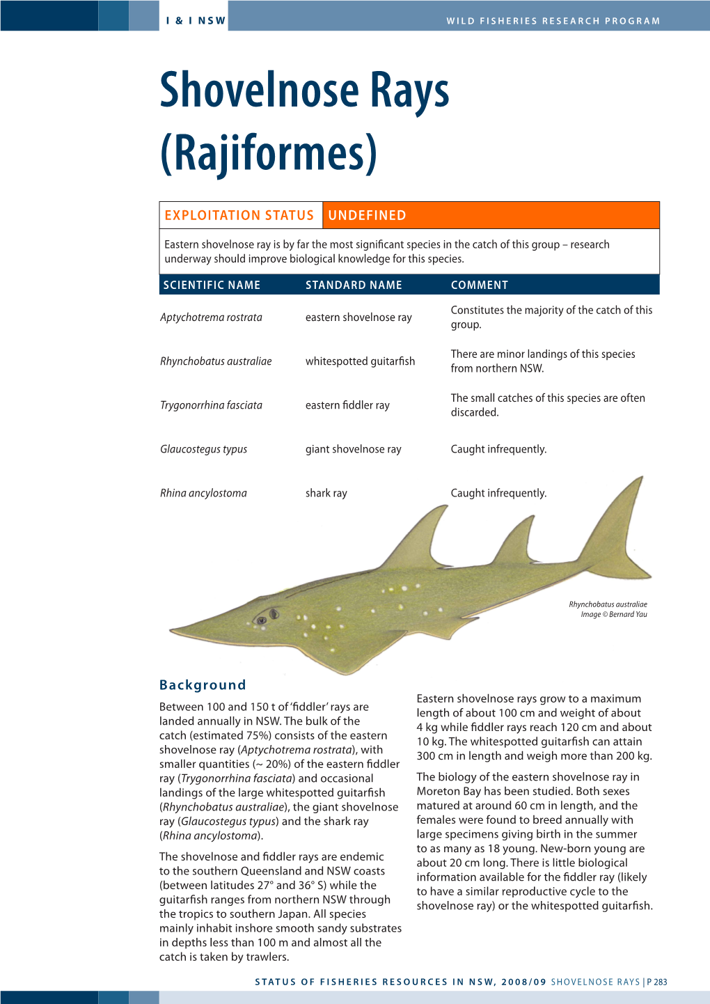 Shovelnose Rays (Rajiformes)