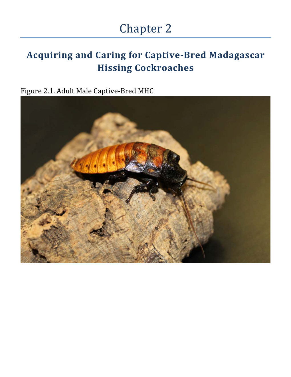 Acquiring and Caring for Captive-Bred Madagascar Hissing Cockroaches