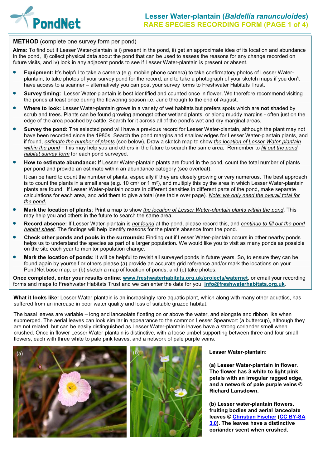 Lesser Water-Plantain (Baldellia Ranunculoides) RARE SPECIES RECORDING FORM (PAGE 1 of 4)