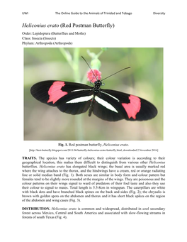 Heliconius Erato (Red Postman Butterfly) Order: Lepidoptera (Butterflies and Moths) Class: Insecta (Insects) Phylum: Arthropoda (Arthropods)