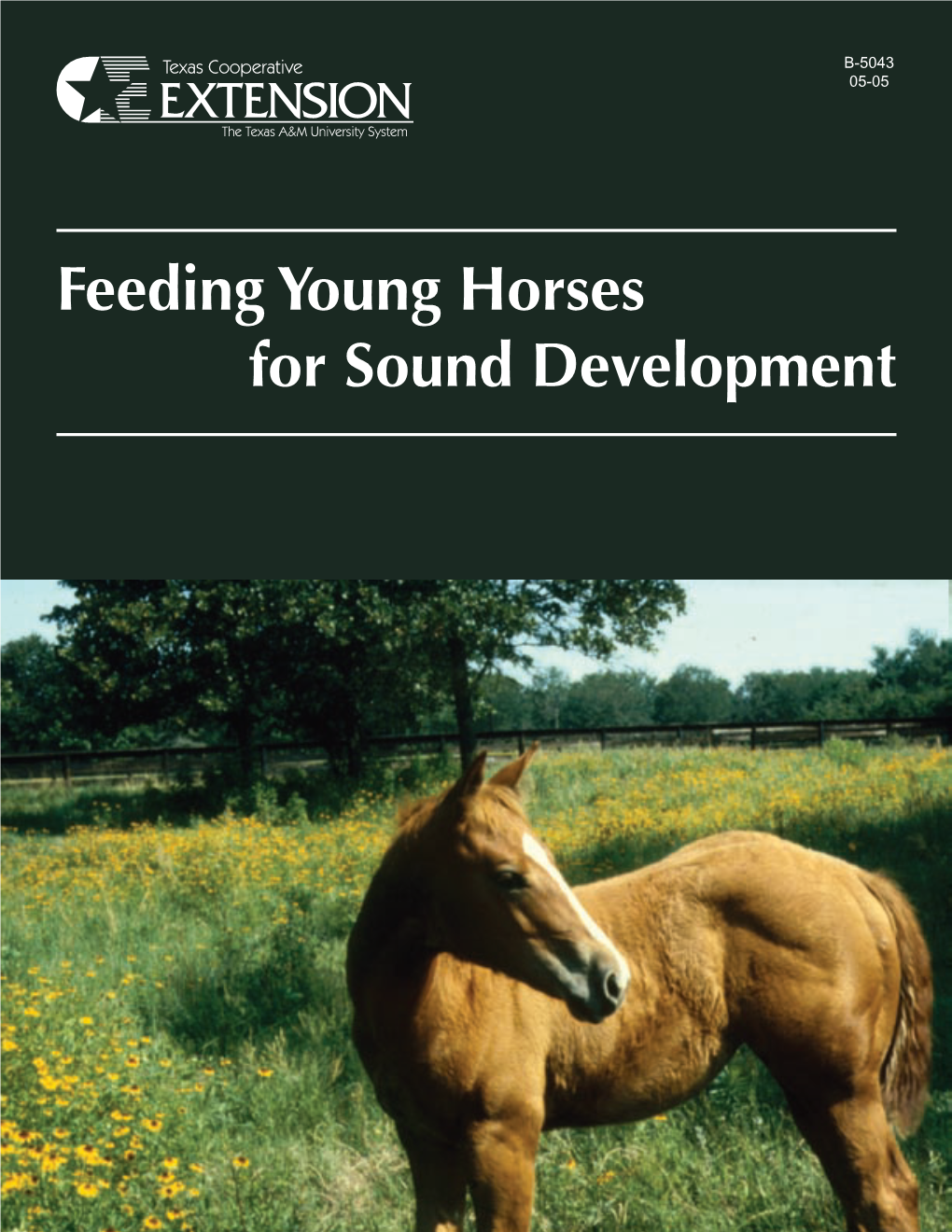 Feeding Young Horses for Sound Development