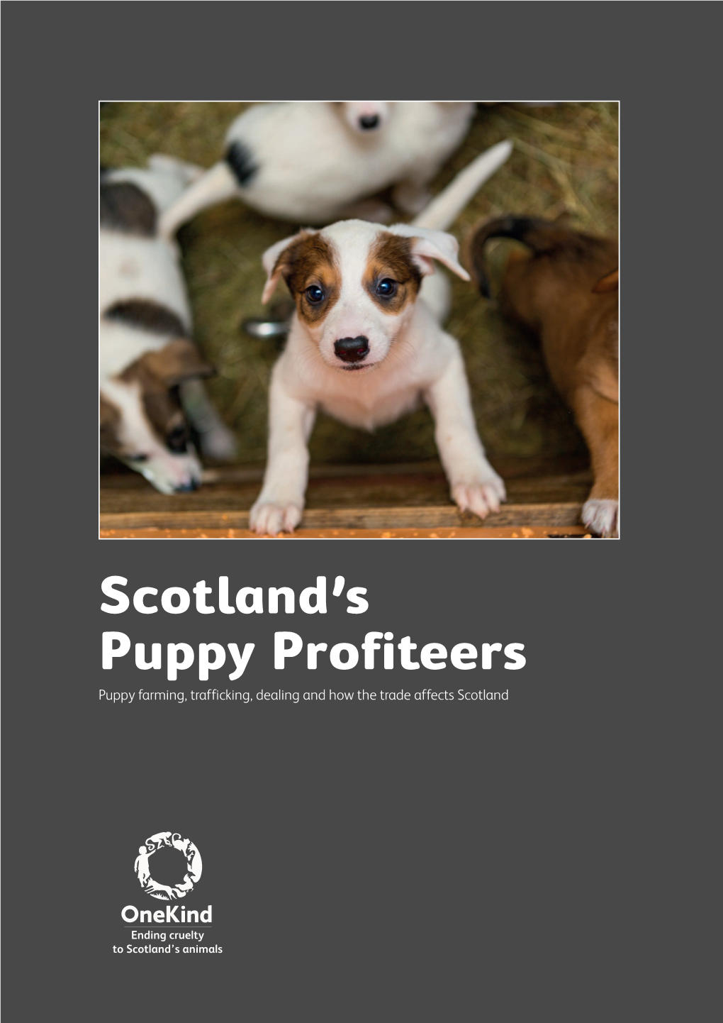 Scotland's Puppy Profiteers