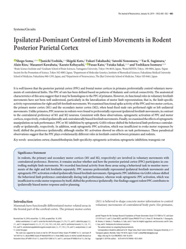 Ipsilateral-Dominant Control of Limb Movements in Rodent Posterior Parietal Cortex