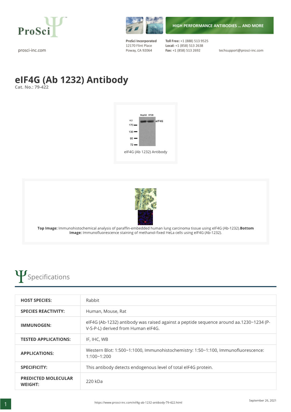 Eif4g (Ab 1232) Antibody Cat