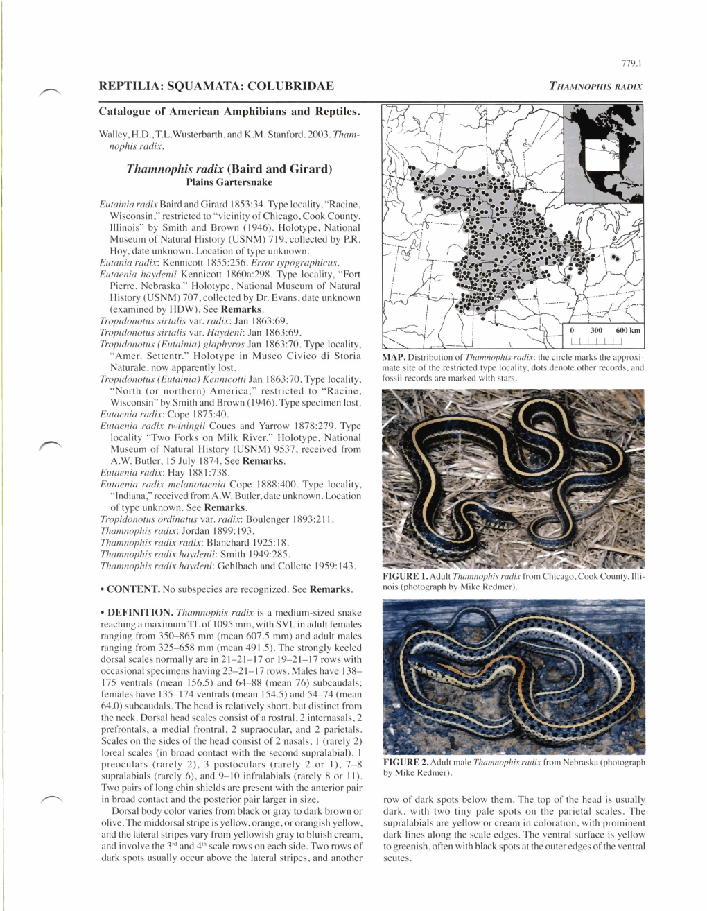 REPTILIA: SQUAMATA: COLUBRIDAE Thamnophis Radix (Baird and Girard)