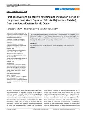 First Observations on Captive Hatching and Incubation Period of the Yellow-Nose Skate Dipturus Chilensis (Rajiformes: Rajidae), from the South-Eastern Pacific Ocean