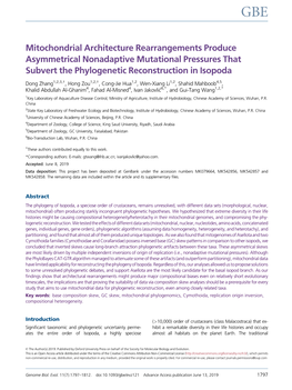 Mitochondrial Architecture Rearrangements Produce Asymmetrical Nonadaptive Mutational Pressures That Subvert the Phylogenetic Reconstruction in Isopoda