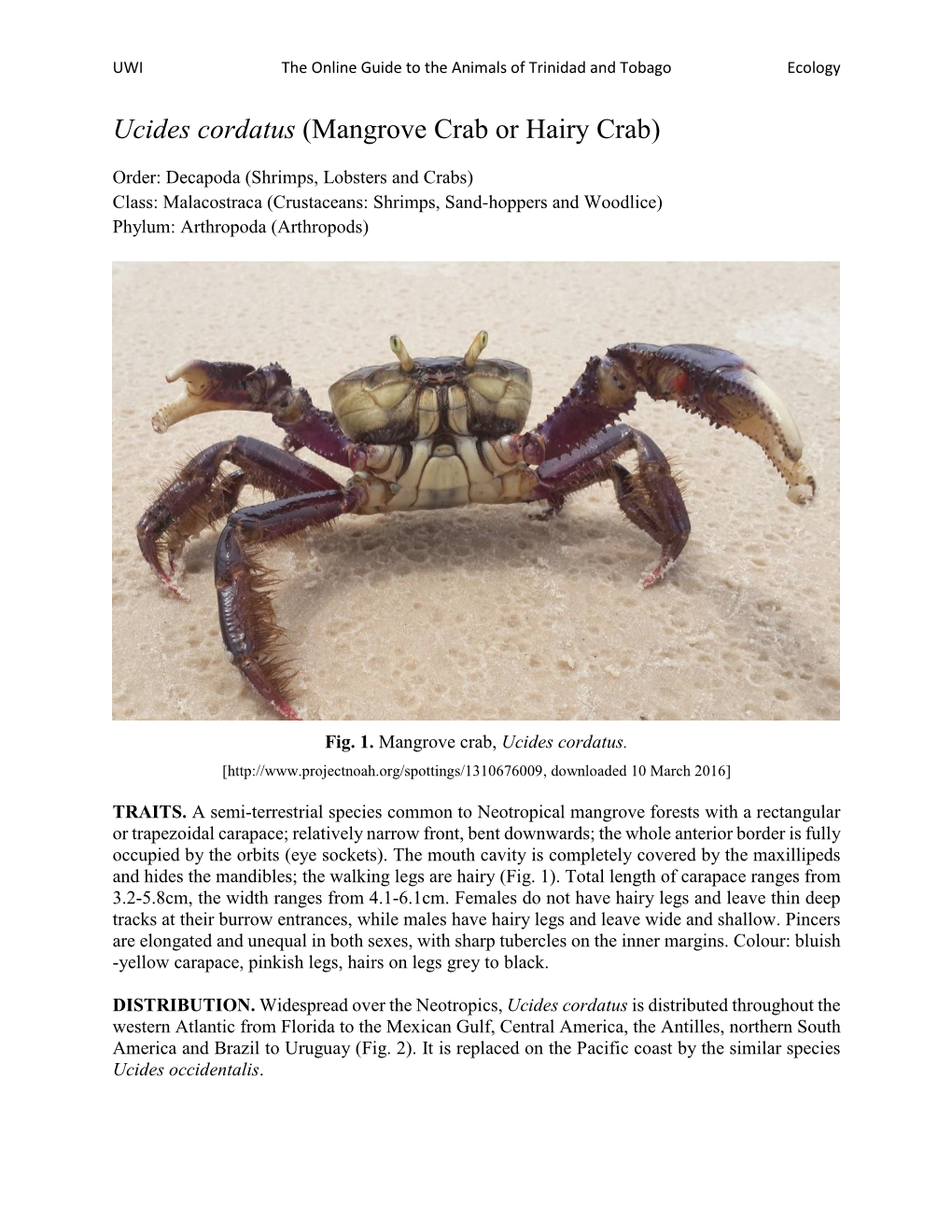 Ucides Cordatus (Mangrove Crab Or Hairy Crab)
