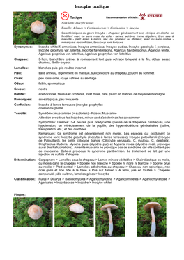 Inocybe Pudique