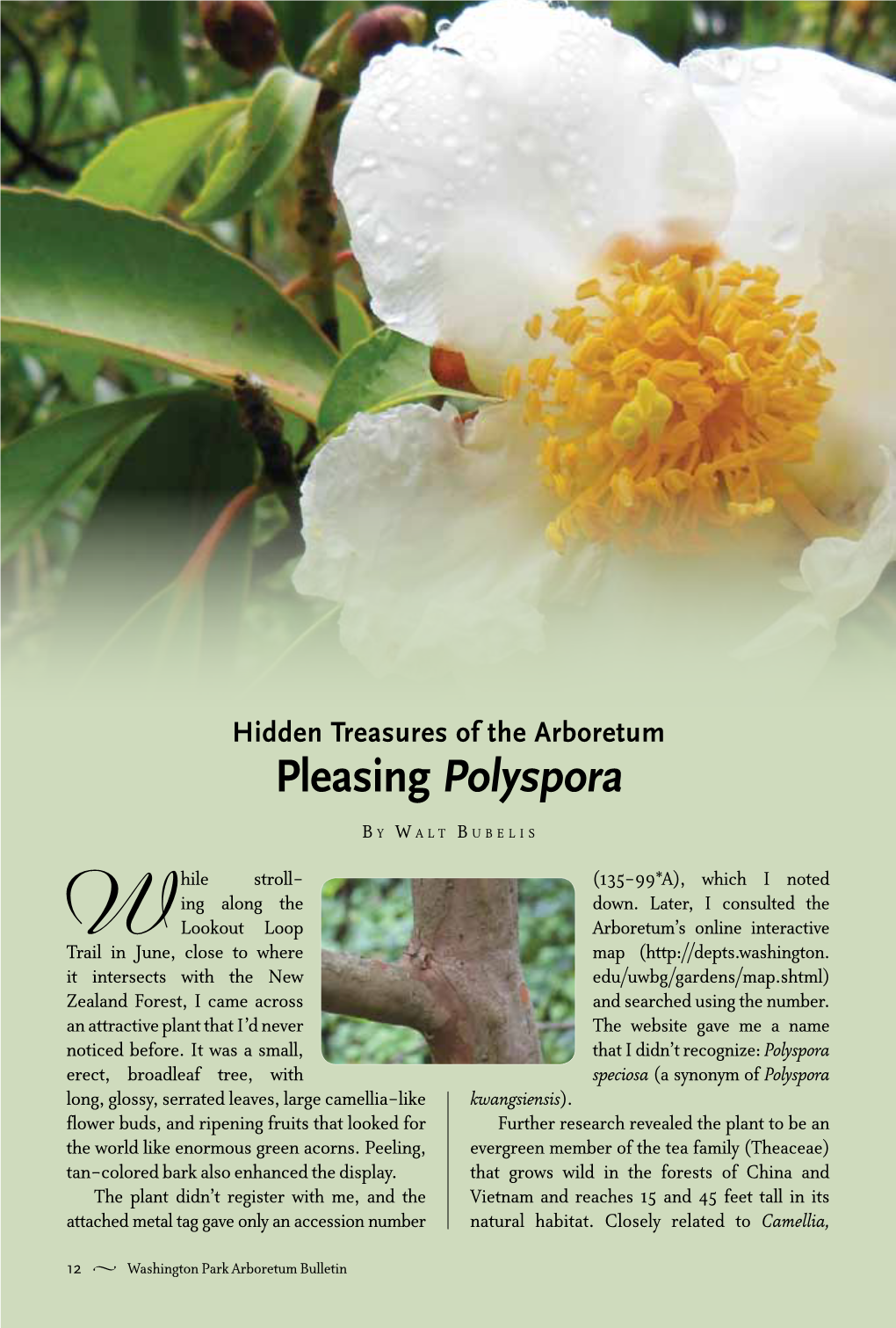 Pleasing Polyspora