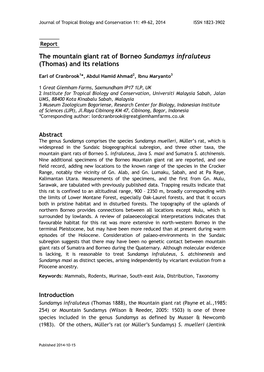 The Mountain Giant Rat of Borneo Sundamys Infraluteus (Thomas) and Its Relations