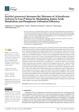 Epichloë Gansuensis Increases the Tolerance of Achnatherum Inebrians to Low-P Stress by Modulating Amino Acids Metabolism and Phosphorus Utilization Efﬁciency