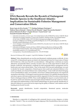 DNA Barcode Reveals the Bycatch of Endangered Batoids Species in the Southwest Atlantic: Implications for Sustainable Fisheries Management and Conservation Eﬀorts