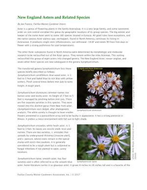New England Asters and Related Species