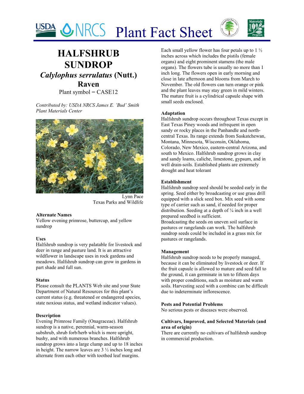 Halfshrub Sundrop Plant Fact Sheet