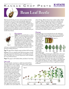 Bean Leaf Beetle