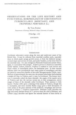 Of Cerithiopsis Tubercularis (Montagu) and Triphora Perversa (L.)