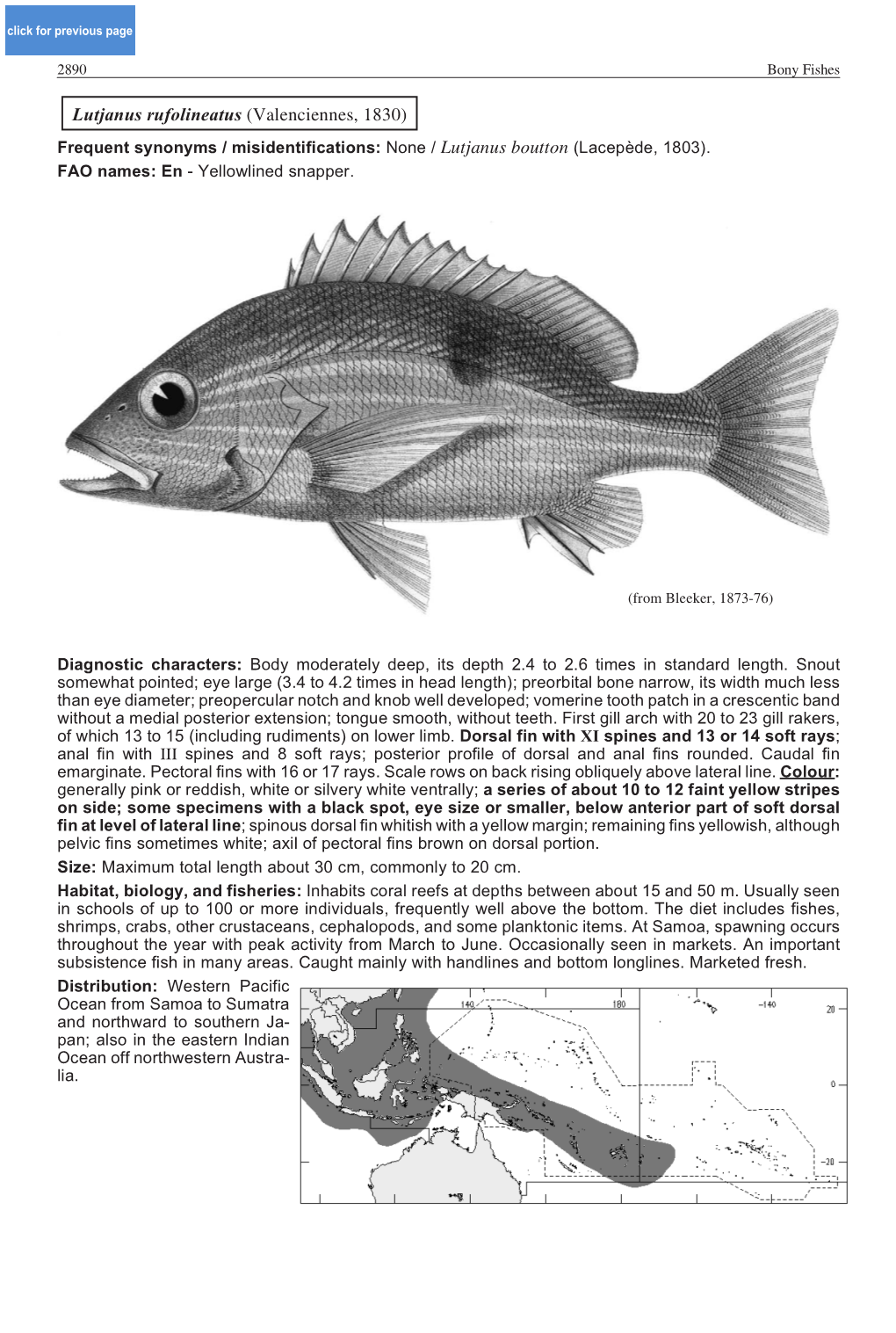 Lutjanus Rufolineatus (Valenciennes, 1830) Frequent Synonyms / Misidentifications: None / Lutjanus Boutton (Lacepède, 1803)