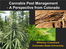 Cannabis Pest Management - a Perspective from Colorado Cultivated Cannabis Involves the Use of Two Species (Subspecies?) That Freely Interbreed