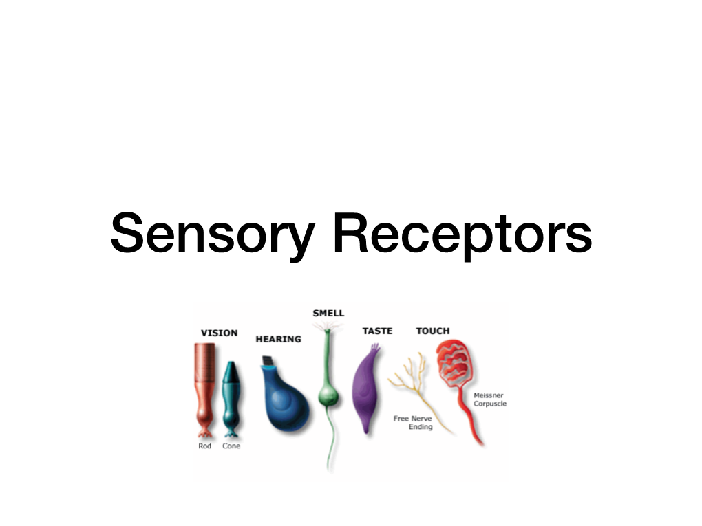 Sensory Receptors Keynote