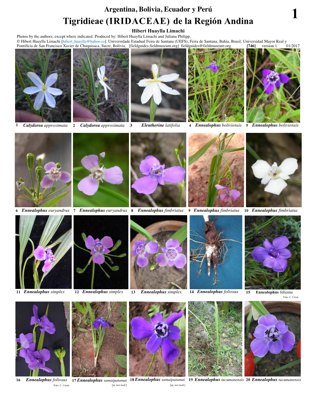 Tigridieae (IRIDACEAE) De La Región Andina 1 Hibert Huaylla Limachi Photos by the Authors; Except Where Indicated