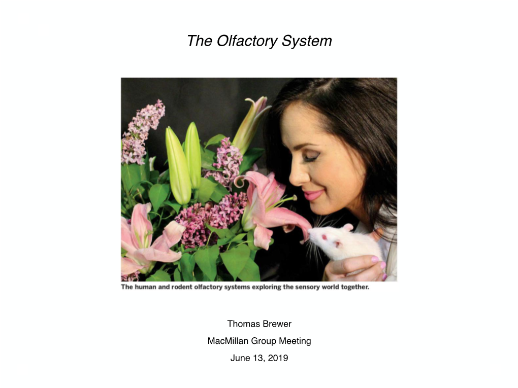 The Olfactory System