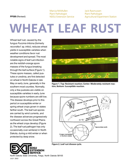 Wheat Leaf Rust