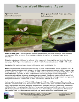 Agent: Leaf Beetle Galerucella Calmariensis Plant Species Attacked