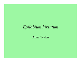 Epilobium Hirsutum