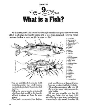 What Is a Fish?
