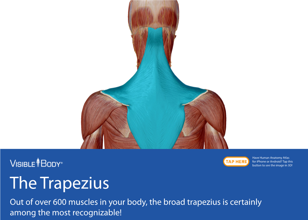 The Trapezius