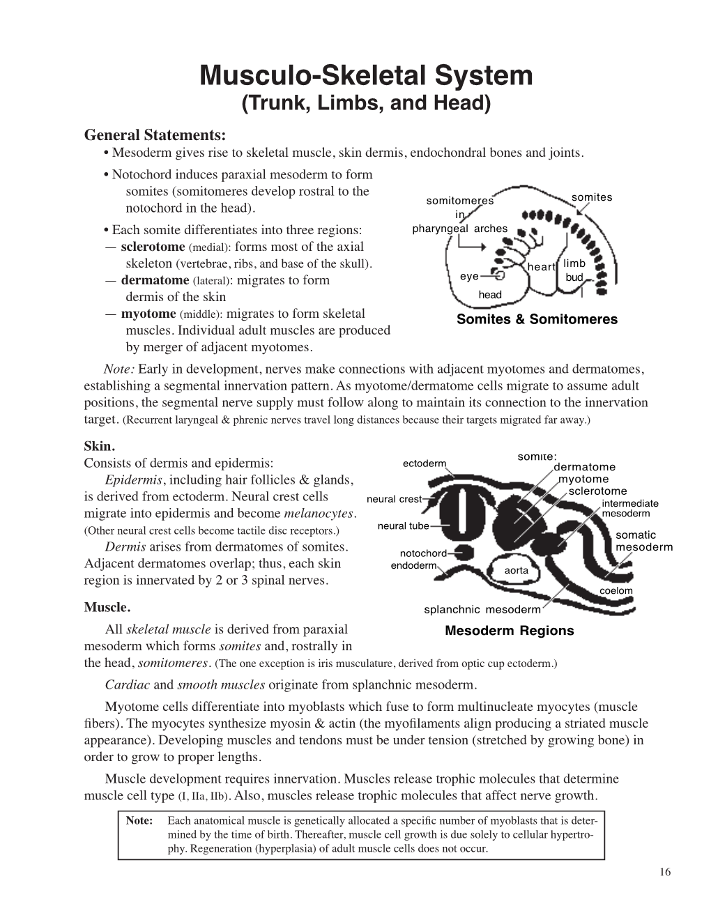 Musculo-Skeletal System (Trunk, Limbs, and Head) General Statements: • Mesoderm Gives Rise to Skeletal Muscle, Skin Dermis, Endochondral Bones and Joints