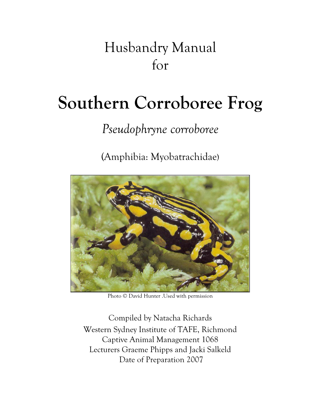 Southern Corroboree Frog Pseudophryne Corroboree