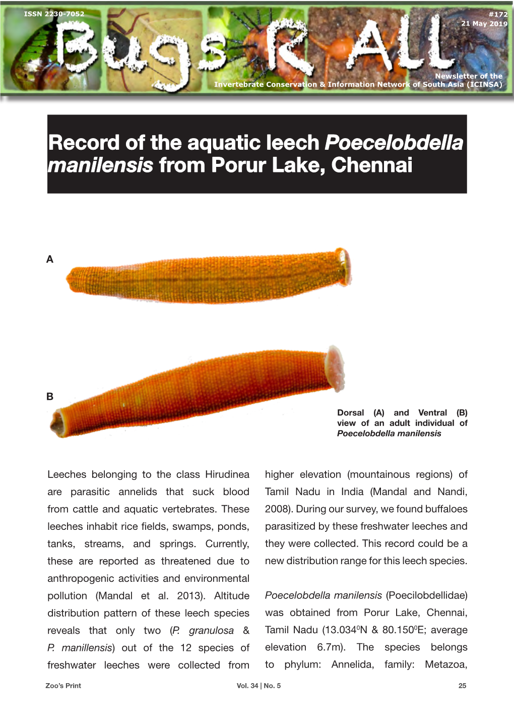 Record of the Aquatic Leech Poecelobdella Manilensis from Porur Lake, Chennai