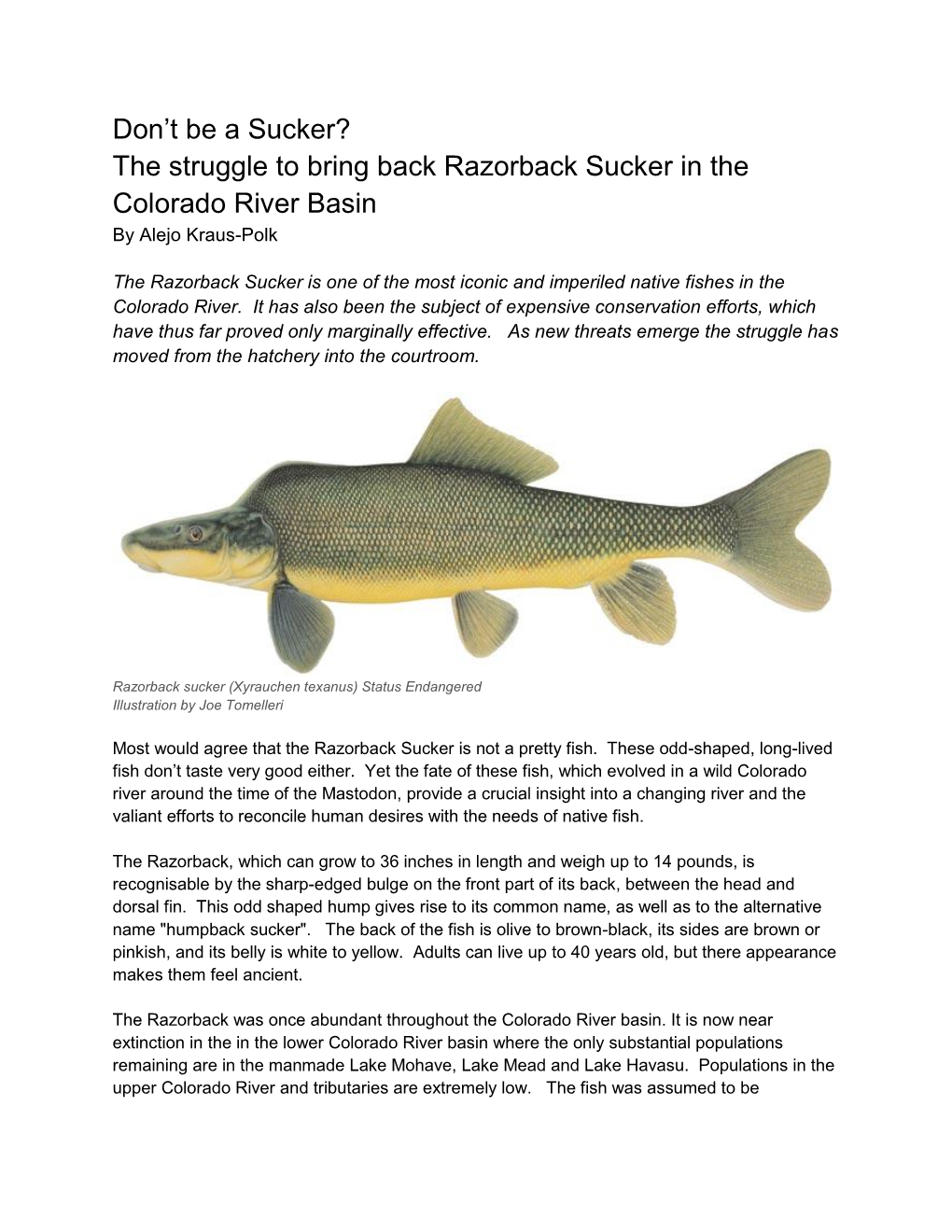 The Struggle to Bring Back Razorback Sucker in the Colorado River Basin by Alejo Kraus-Polk