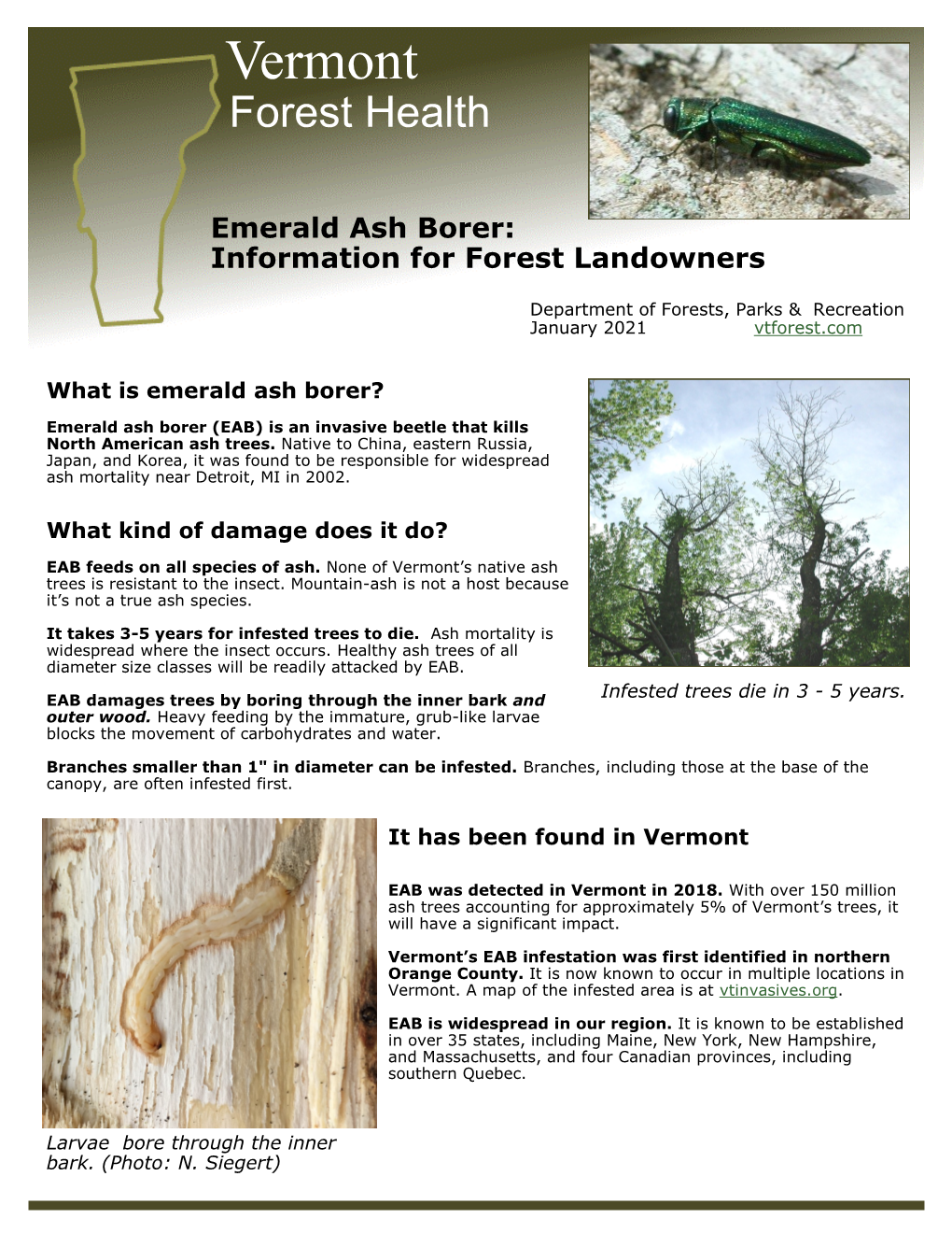 Emerald Ash Borer: Information for Vermont Landowners