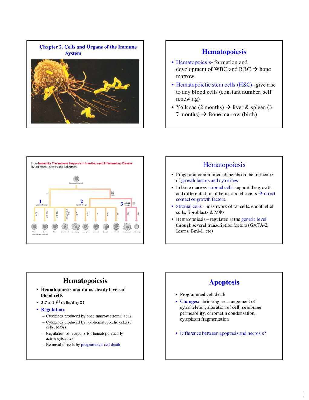 Hematopoiesis- Formation