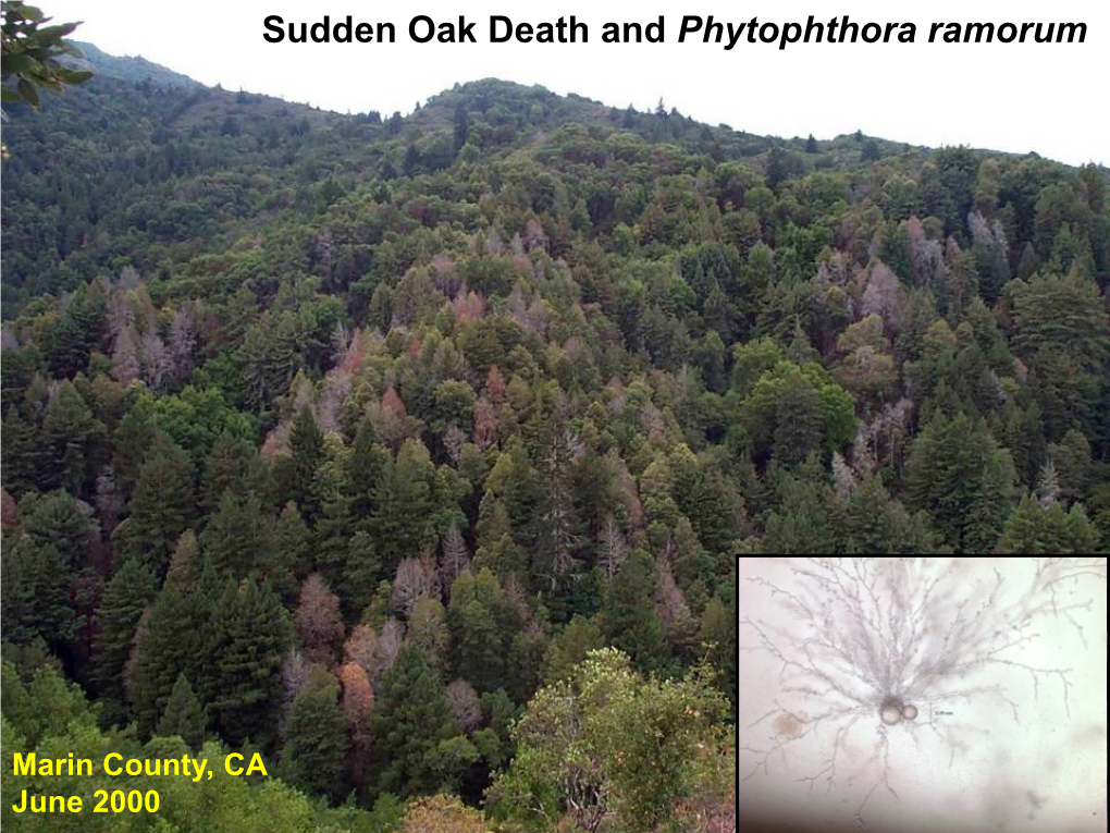 Sudden Oak Death and Phytophthora Ramorum