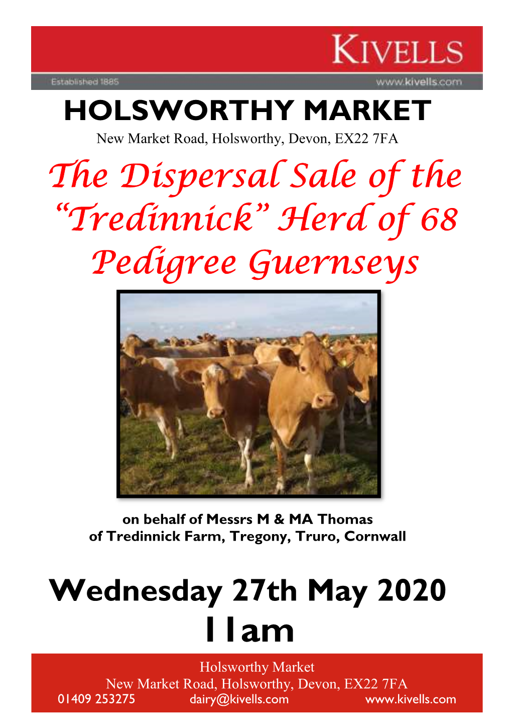 Tredinnick” Herd of 68 Pedigree Guernseys