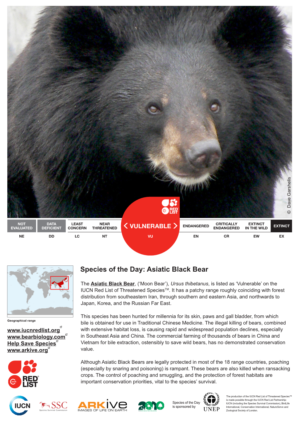 Species of the Day: Asiatic Black Bear