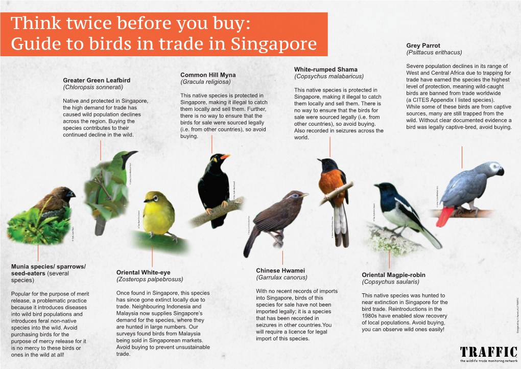 Bird Infographic 15FEB