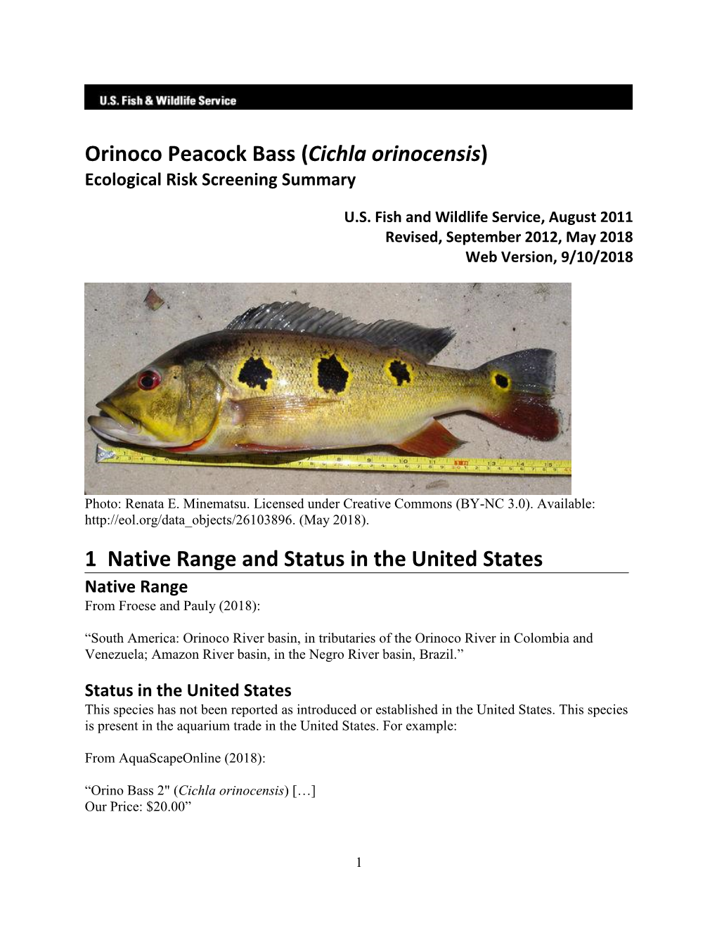 Orinoco Peacock Bass (Cichla Orinocensis) Ecological Risk Screening Summary